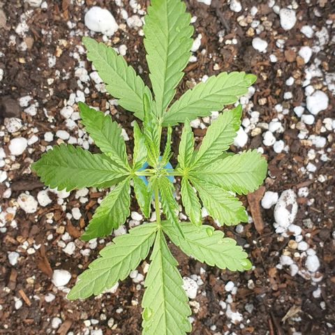 White Widow XXL Autoflowering growlog timeline photo