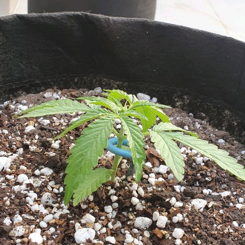 White Widow XXL Autoflowering growlog timeline photo