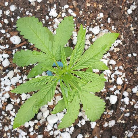 White Widow XXL Autoflowering growlog timeline photo