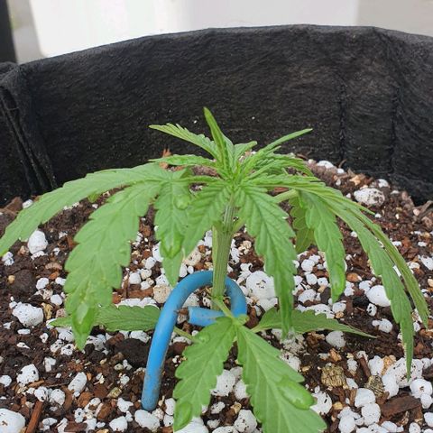 White Widow XXL Autoflowering growlog timeline photo
