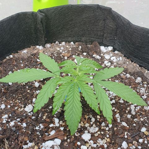 White Widow XXL Autoflowering growlog timeline photo