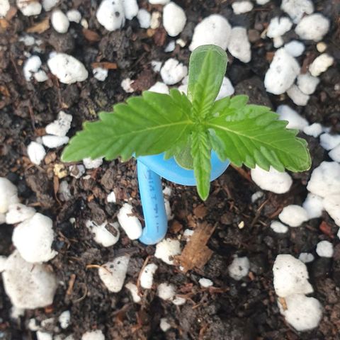 White Widow XXL Autoflowering growlog timeline photo