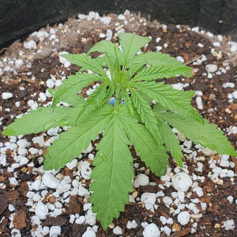 White Widow XXL Autoflowering growlog timeline photo