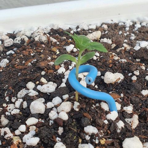 White Widow XXL Autoflowering growlog timeline photo