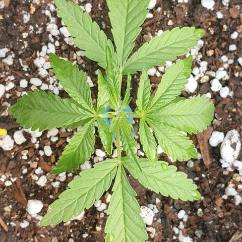 White Widow XXL Autoflowering growlog timeline photo