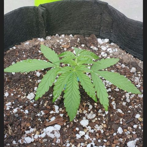 White Widow XXL Autoflowering growlog timeline photo
