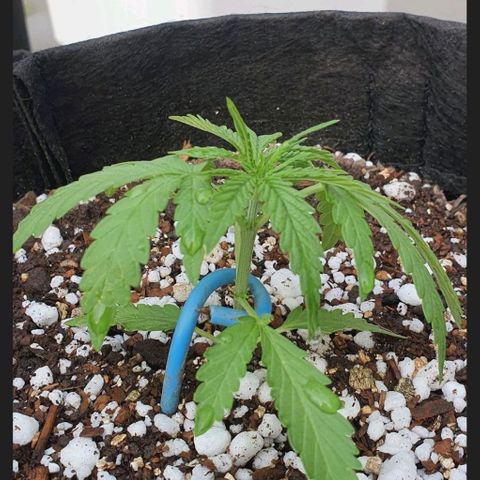 White Widow XXL Autoflowering growlog timeline photo