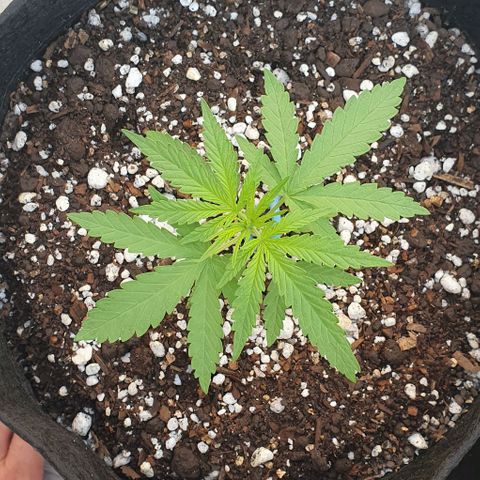 White Widow XXL Autoflowering growlog timeline photo