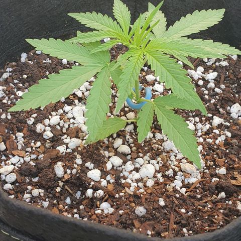 White Widow XXL Autoflowering growlog timeline photo