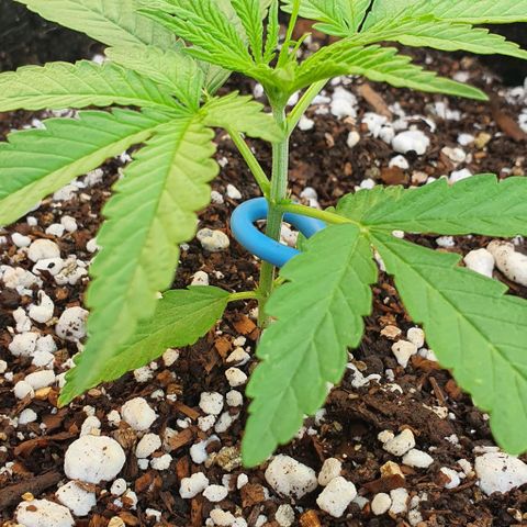 White Widow XXL Autoflowering growlog timeline photo
