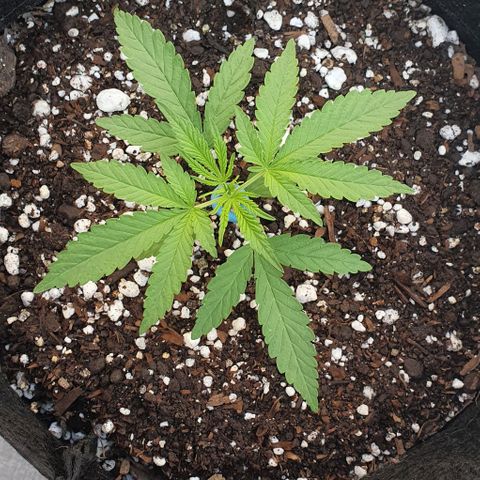 White Widow XXL Autoflowering growlog timeline photo