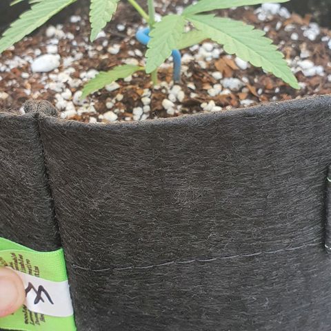 White Widow XXL Autoflowering growlog timeline photo