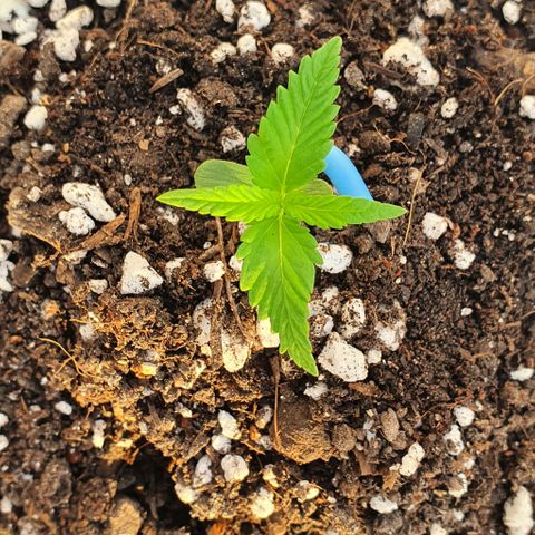White Widow XXL Autoflowering growlog timeline photo