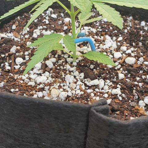 White Widow XXL Autoflowering growlog timeline photo