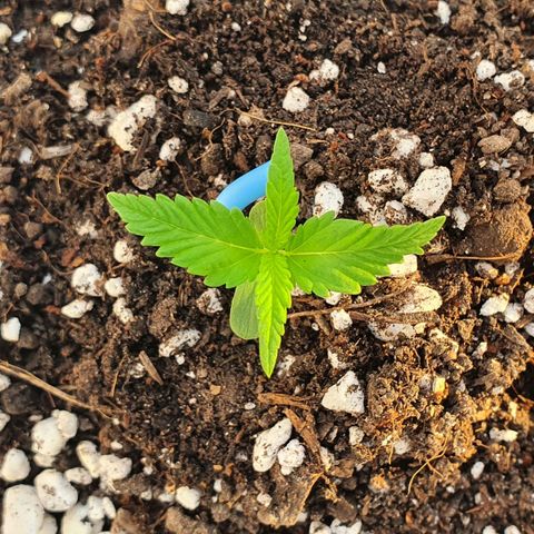 White Widow XXL Autoflowering growlog timeline photo