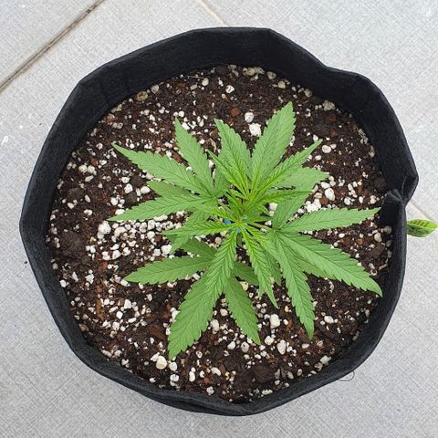 White Widow XXL Autoflowering growlog timeline photo