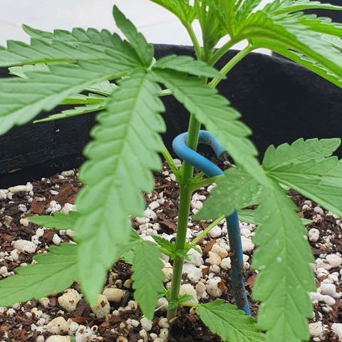 White Widow XXL Autoflowering growlog timeline photo