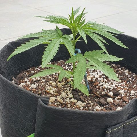 White Widow XXL Autoflowering growlog timeline photo