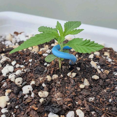 White Widow XXL Autoflowering growlog timeline photo