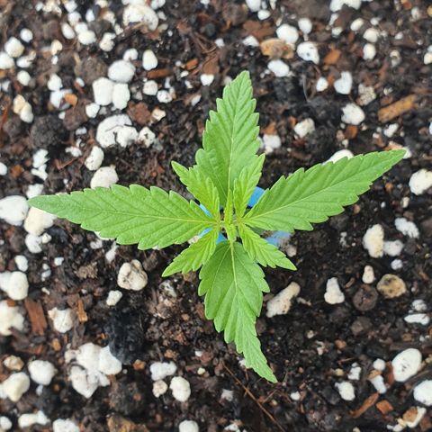 White Widow XXL Autoflowering growlog timeline photo