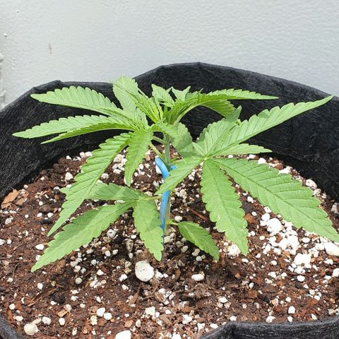 White Widow XXL Autoflowering growlog timeline photo
