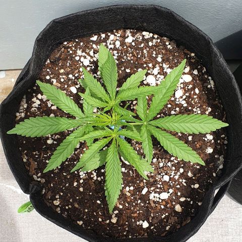 White Widow XXL Autoflowering growlog timeline photo