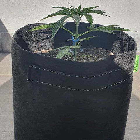 White Widow XXL Autoflowering growlog timeline photo