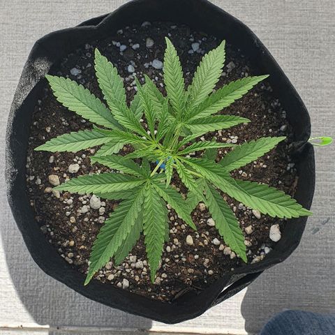 White Widow XXL Autoflowering growlog timeline photo