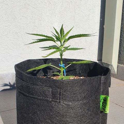 White Widow XXL Autoflowering growlog timeline photo