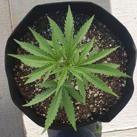 White Widow XXL Autoflowering growlog timeline photo