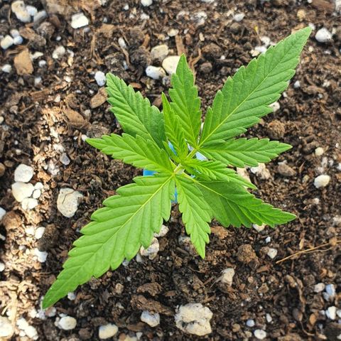 White Widow XXL Autoflowering growlog timeline photo