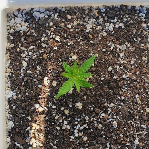 White Widow XXL Autoflowering growlog timeline photo