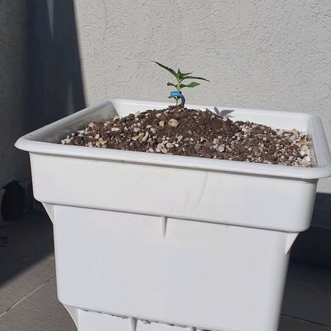 White Widow XXL Autoflowering growlog timeline photo