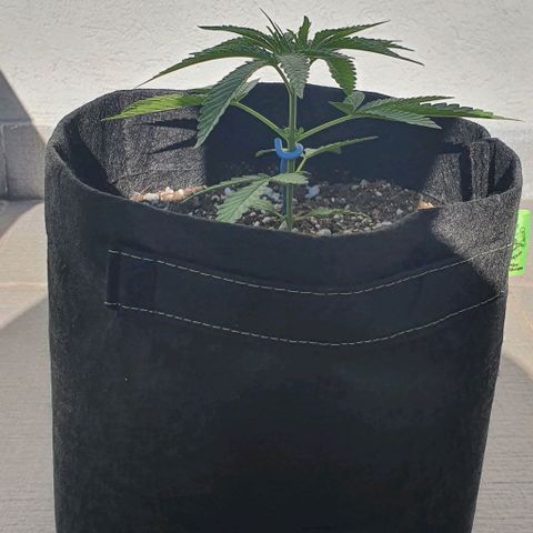 White Widow XXL Autoflowering growlog timeline photo