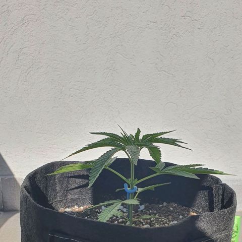 White Widow XXL Autoflowering growlog timeline photo