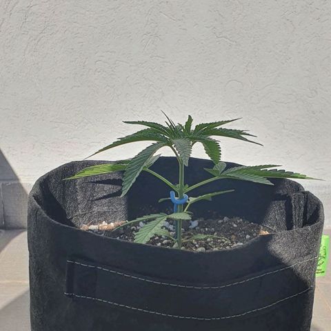 White Widow XXL Autoflowering growlog timeline photo