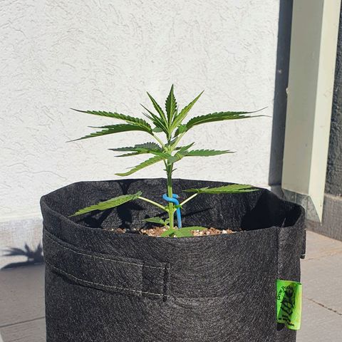White Widow XXL Autoflowering growlog timeline photo