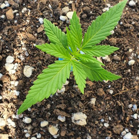White Widow XXL Autoflowering growlog timeline photo
