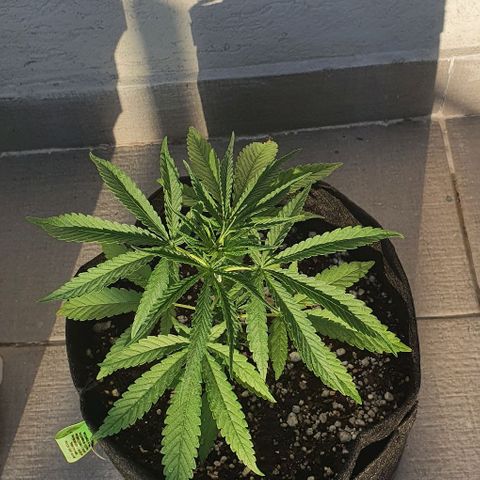 White Widow XXL Autoflowering growlog timeline photo