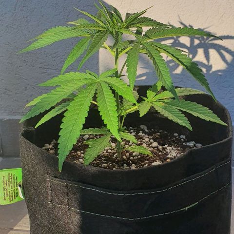 White Widow XXL Autoflowering growlog timeline photo