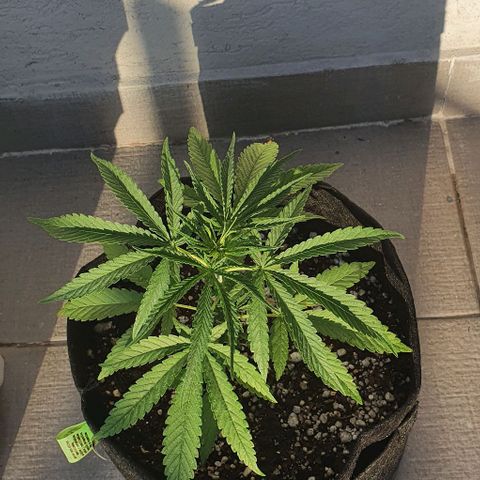 White Widow XXL Autoflowering growlog timeline photo