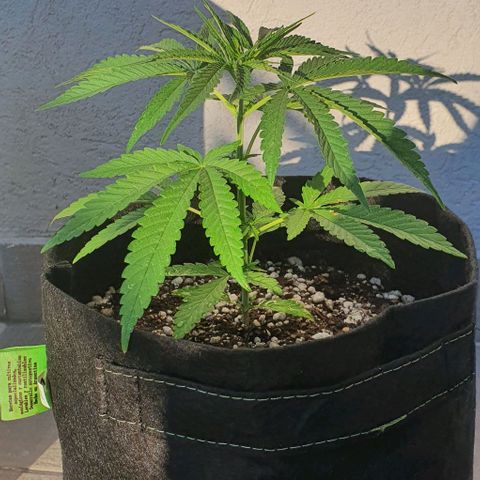 White Widow XXL Autoflowering growlog timeline photo