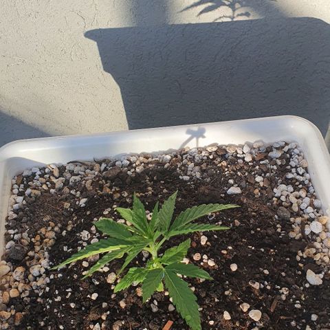 White Widow XXL Autoflowering growlog timeline photo