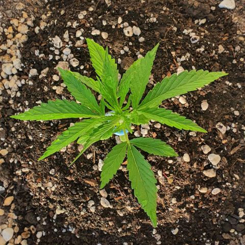 White Widow XXL Autoflowering growlog timeline photo