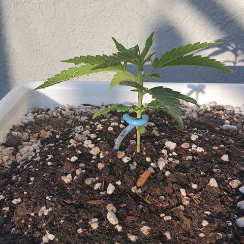 White Widow XXL Autoflowering growlog timeline photo