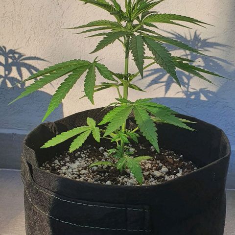 White Widow XXL Autoflowering growlog timeline photo