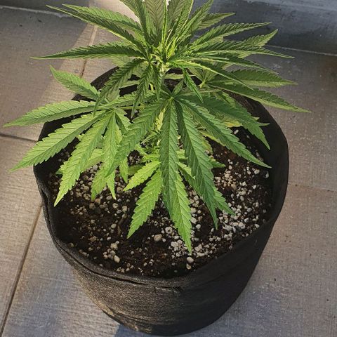 White Widow XXL Autoflowering growlog timeline photo