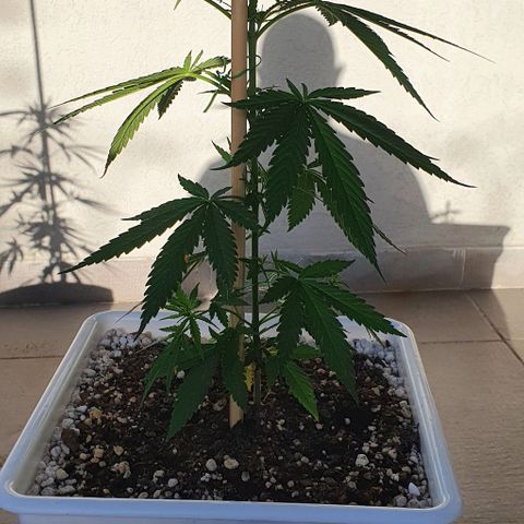 White Widow XXL Autoflowering growlog timeline photo
