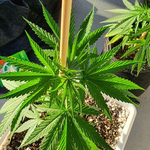 White Widow XXL Autoflowering growlog timeline photo