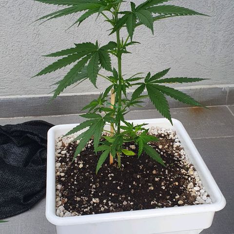 White Widow XXL Autoflowering growlog timeline photo